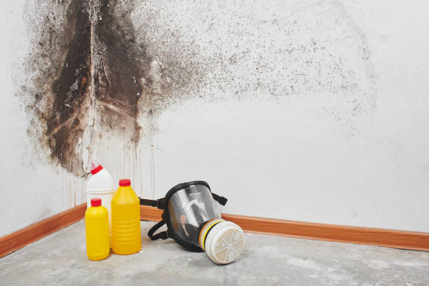 Crawl Space Mold Removal in Pleasant Hill, PA