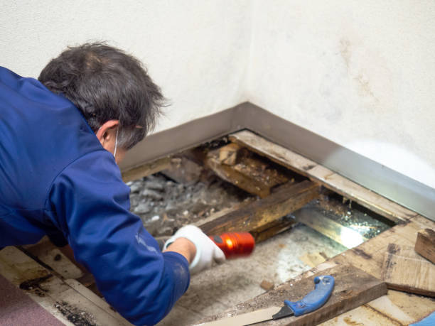Best Mold Cleaning Services  in Pleasant Hill, PA