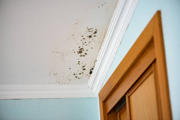 Best Emergency Mold Removal  in Pleasant Hill, PA