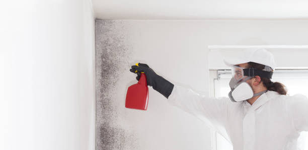 Best Certified Mold Removal  in Pleasant Hill, PA