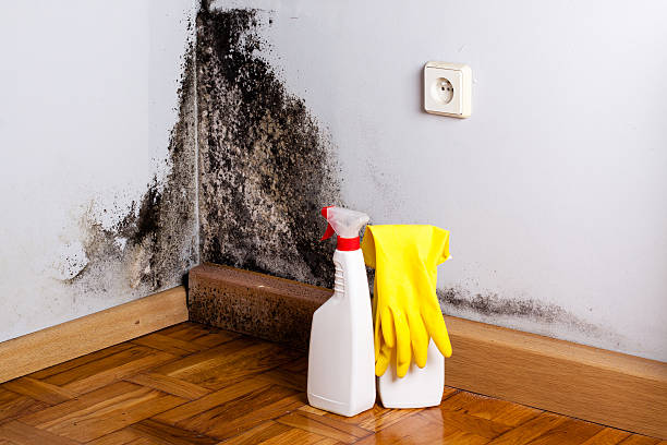 Best Black Mold Removal  in Pleasant Hill, PA