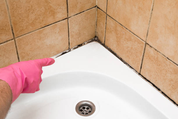 Certified Mold Removal in Pleasant Hill, PA